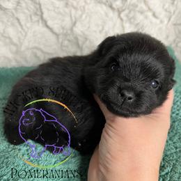HOLD AKC MORTICIA - Black female Pomeranian puppy in Watkins Glen, New York from Wicked Spirits Pomeranians
