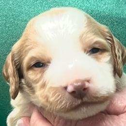 Sadie boy 3 - White and orange male Brittany puppy in Floyd Knobs, Indiana from Cross Creek Brittanys