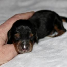Boy 2 - Black and tan male Dachshund puppy in Paris, Texas from Kuttin’ Up Mini Aussies