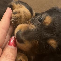 Dachshunds from Tippecanoe Mini Dachshund