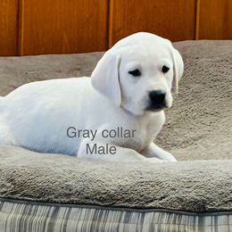 Boy 3 Grey collar 3,500 - Yellow male Labrador Retriever puppy in Santa Clarita, California from Five Star Labradors