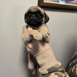 Boy 3 - Fawn male Pug puppy in Auburn, Kentucky from Prentice Family Pugs & Bugs