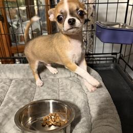 Jax - Fawn male Chihuahua puppy in Madison, Virginia from KimberGlen Chihuahuas