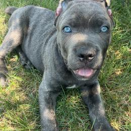 Cane Corso Puppies from A&B kennel