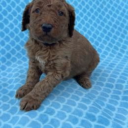 Black - Red  male Goldendoodle puppy in Lancaster, Kentucky from Dream Paws Puppies, LLC