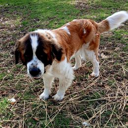 Lady Mae - Saint Bernard