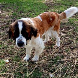 Lady Mae - Saint Bernard