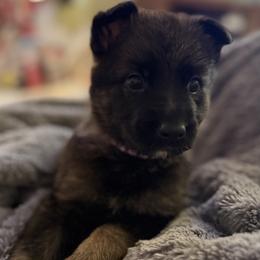 German Shepherd Puppies from Legacy K9’s