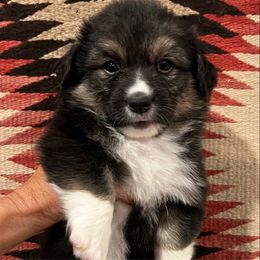 Grayson - Black and tan male American Corgi puppy in Los Lunas, New Mexico from Blue Diamond Welsh corgis
