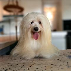 Ally - Havana Silk Dog