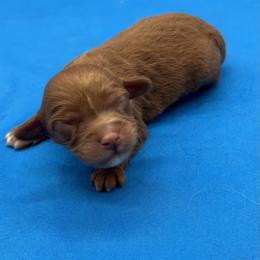 Boy 2 - male Cavapoo puppy in Burke, New York from Patti’s Puppies
