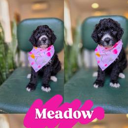 Meadow - Black and white female Bernedoodle puppy in Wagener, South Carolina from Noble Friend Breeders LLC