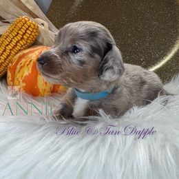 Annie - Dapple female Dachshund puppy in Waseca, Minnesota from Dragonfly Doxies