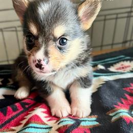 American Corgi Puppies from 5H Corgis