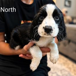 North - Black and white female English Springer Spaniel puppy in Fort White, Florida from Thunderbird Springers