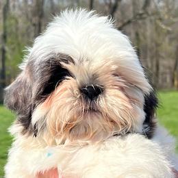 Tairn - Blue and white male Shih Tzu puppy in Bloomfield, Indiana from Meihem Pups