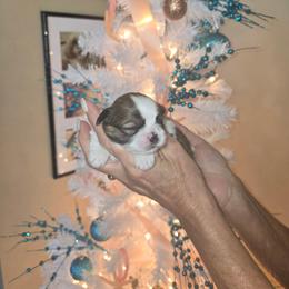Charlie - Tricolor male Shih Tzu puppy in New Port Richey, Florida from Stanford's Shih Tzus