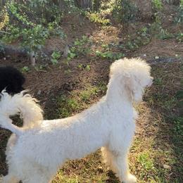 Piper - Poodle