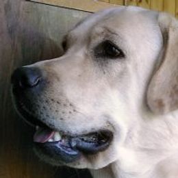 Labrador Retrievers from Tampa Bay Labradors
