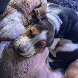 Basset Hounds from Riley Bassett Hounds