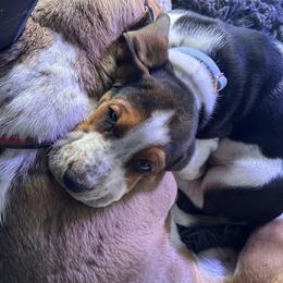 Basset Hounds from Riley Bassett Hounds