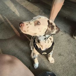 Dior - White and liver brown female Dalmatian puppy in Fort Walton Beach, Alabama from Kasens Dalmatians