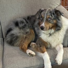 Miniature Australian Shepherds from Cartecay Mountain Aussies