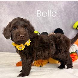 Belle - Chocolate female Australian Labradoodle puppy in Raleigh, North Carolina from Happy Tails Labradoodles