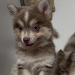 Coolio - Lavender male Pomsky puppy in Spring Hill, Florida from PDQ Pomskies