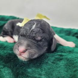 Acorn - Black female Goldendoodle puppy in Grabill, Indiana from Rose's Doodles