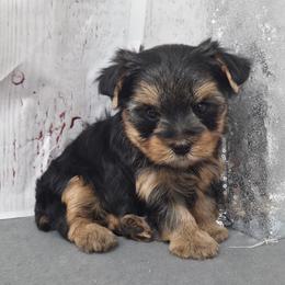 Scout - Blue and gold male Yorkshire Terrier puppy in Monticello, Iowa from Ashley’s Puppies