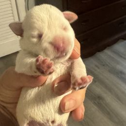 Girl 3-no collar - White Miniature Schnauzer puppy in New Bern, North Carolina from DJS Delightful Miniature Schnauzers