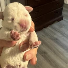 Girl 3-no collar - White Miniature Schnauzer puppy in New Bern, North Carolina from DJS Delightful Miniature Schnauzers