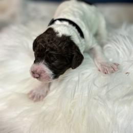 Black - Frozen - Parti female Goldendoodle puppy in Cleveland, Georgia from The O.G. Doodles