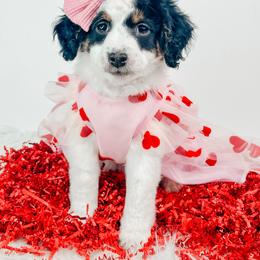 Lisa - Tri-color female Bernedoodle puppy in Otisville, Michigan from Danie’s Darling Doodles LLC