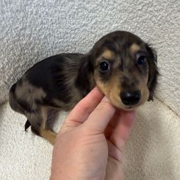 Boy 5 - Dapple male Dachshund puppy in Spokane, Washington from Dearhaven Doxie