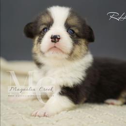 River 3 - Black and tan female Pembroke Welsh Corgi puppy in Straughn, Alabama from Magnolia Creek Corgis