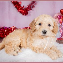 Simone - Red female Bernedoodle puppy in Connersville, Indiana from Deaz Doodle Ranch