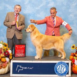 Ninni - Golden Retriever