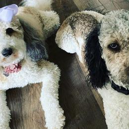Goldendoodles from A Trained Puppy