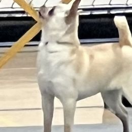 Luna - Chihuahua