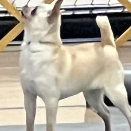Luna - Chihuahua