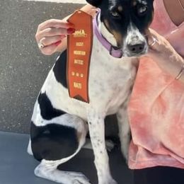 Rat Terriers from Alexander Rat Terriers