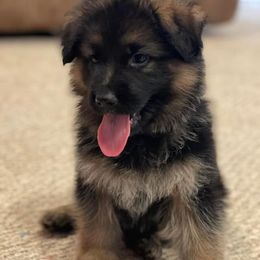 American Corgi and German Shepherd Puppies from Grace Ridge Shepherds and Corgis