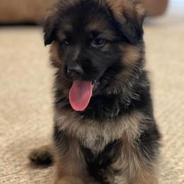 American Corgi and German Shepherd Puppies from Grace Ridge Shepherds and Corgis