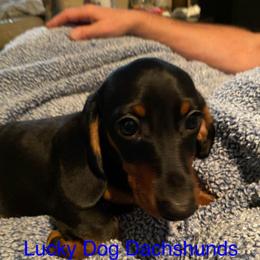 Boy 2 - Black and tan male Dachshund puppy in Bryceville, Florida from Lucky Dog Dachshunds