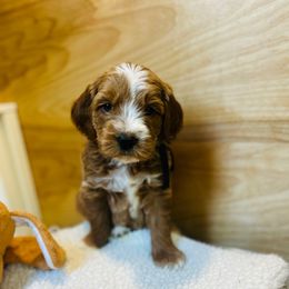 Barry - Black Collar boy - Red  male Goldendoodle puppy in Denison, Iowa from Violet View Iowa Goldendoodles