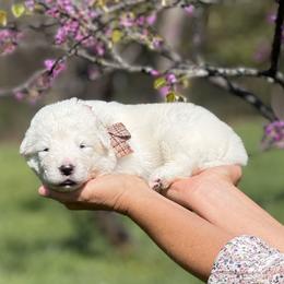 Enzo - White male Maremma Sheepdog puppy in Conway, Missouri from 2J 2K Border Collies | Maremma Sheepdogs
