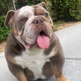 Bulldogs from Socal G Bulldogs