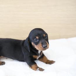 Dan - Black male Dachshund puppy in Jurupa Valley, California from Divine Doxies
